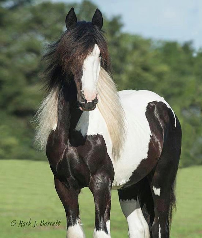 The Kings Rendition - Gypsy Vanner Stallion